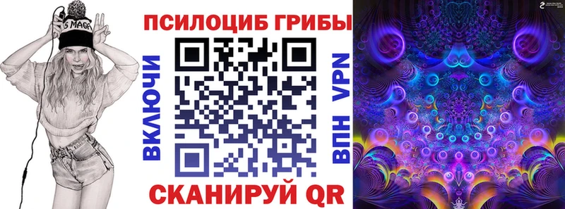 закладка  Зеленокумск  Псилоцибиновые грибы Psilocybe 